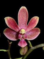 Carica l'immagine nel visualizzatore Galleria, Phalaenopsis Liu's Yellow Star Dust (Caribbean Sunset x minus)
