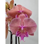 Carica l'immagine nel visualizzatore Galleria, Phalaenopsis LongShu Easter Beauty