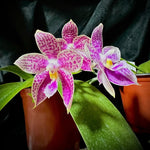 Carica l'immagine nel visualizzatore Galleria, Phalaenopsis Lyndon Mix Zebra '817'