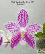 Carica l'immagine nel visualizzatore Galleria, Phalaenopsis Lyndon Mix Zebra '817'