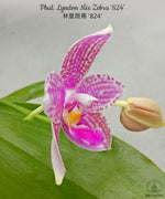 Carica l'immagine nel visualizzatore Galleria, Phalaenopsis Lyndon Mix Zebra '824'