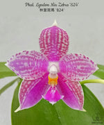 Carica l'immagine nel visualizzatore Galleria, Phalaenopsis Lyndon Mix Zebra '824'