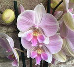 Carica l'immagine nel visualizzatore Galleria, Phalaenopsis Manta Maldives