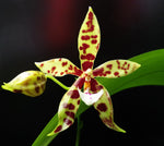 Carica l'immagine nel visualizzatore Galleria, Phalaenopsis Micaels Pantheritz (Phal micholitzii × Phal pantherina)