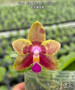 Carica l'immagine nel visualizzatore Galleria, Phalaenopsis Miki Cherry Tree 'Snake'