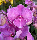 Carica l'immagine nel visualizzatore Galleria, Phalaenopsis Miki Pink Planet - Big Lip