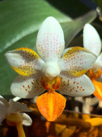 Carica l'immagine nel visualizzatore Galleria, Phalaenopsis Mini Mark 'Sunsplash' JS/AOS
