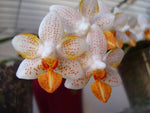 Carica l'immagine nel visualizzatore Galleria, Phalaenopsis Mini Mark 'Sunsplash' JS/AOS