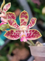 Carica l'immagine nel visualizzatore Galleria, Phalaenopsis Nianzhen Song (venosa x finleyi)