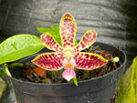 Carica l'immagine nel visualizzatore Galleria, Phalaenopsis Nianzhen Song (venosa x finleyi)