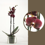 Carica l'immagine nel visualizzatore Galleria, Phalaenopsis Ola