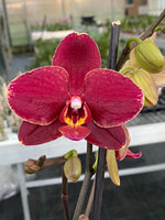 Carica l'immagine nel visualizzatore Galleria, Phalaenopsis Ola