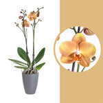 Carica l'immagine nel visualizzatore Galleria, Phalaenopsis Orange Delight (las vegas x horizon)