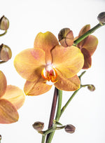 Carica l'immagine nel visualizzatore Galleria, Phalaenopsis Orange Delight (las vegas x horizon)