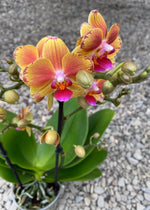 Carica l'immagine nel visualizzatore Galleria, Phalaenopsis Limpopo