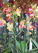 Carica l'immagine nel visualizzatore Galleria, Phalaenopsis Paprika - Peloric 3 lips