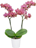 Carica l'immagine nel visualizzatore Galleria, Phalaenopsis Pirate Picotee