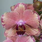 Carica l'immagine nel visualizzatore Galleria, Phalaenopsis Pirate Picotee