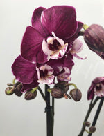 Carica l'immagine nel visualizzatore Galleria, Phalaenopsis Pretty Yuka