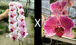 Carica l'immagine nel visualizzatore Galleria, Phalaenopsis Princess Sakura 'Splendid' x Phal. Joy Precious Coral