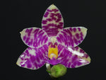 Carica l'immagine nel visualizzatore Galleria, Phalaenopsis Pulcia (lueddemanniana x pulchra)