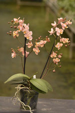 Carica l'immagine nel visualizzatore Galleria, Phalaenopsis Salmon - Peloric 3 lips