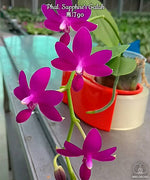 Carica l'immagine nel visualizzatore Galleria, Phalaenopsis Sapphire's Galah (= Purple Martin × violacea)