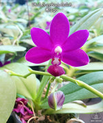 Carica l'immagine nel visualizzatore Galleria, Phalaenopsis Sapphire's Galah (= Purple Martin × violacea)