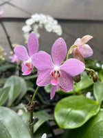 Carica l'immagine nel visualizzatore Galleria, Phalaenopsis Schillgig (gigantea X schilleriana)