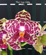 Carica l'immagine nel visualizzatore Galleria, Phalaenopsis Sogo Lobby