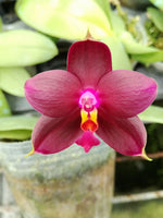 Carica l'immagine nel visualizzatore Galleria, Phalaenopsis Sogo Kaiulani x P. violacea