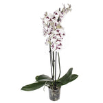 Carica l'immagine nel visualizzatore Galleria, Phalaenopsis Sparkling 'Kizz' - Big Lip