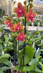 Carica l'immagine nel visualizzatore Galleria, Phalaenopsis Sunset Orange = Bolgheri = Bronze Buddha (Phal. Golden Buddha x Phal. Auspice Hsintien)