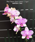 Carica l'immagine nel visualizzatore Galleria, Phalaenopsis Taisuco Jasper (peloric - 2 eyes)
