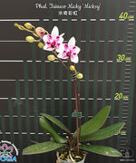 Carica l'immagine nel visualizzatore Galleria, Phalaenopsis Taisuco Micky 'Mickey'