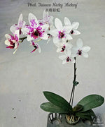 Carica l'immagine nel visualizzatore Galleria, Phalaenopsis Taisuco Micky 'Mickey'