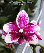 Carica l'immagine nel visualizzatore Galleria, Phalaenopsis Taisuco Micky 'Mickey'