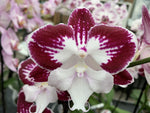 Carica l'immagine nel visualizzatore Galleria, Phalaenopsis Tinker Bell 'Kizz' - Big Lip