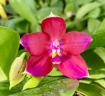 Carica l'immagine nel visualizzatore Galleria, Phalaenopsis (Tying Shin Fly Eagle x violacea 'Pure red') x LD's Bear King 'RK3'