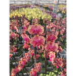 Carica l'immagine nel visualizzatore Galleria, Phalaenopsis Van Gogh (= Ark's Ray)