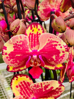 Carica l'immagine nel visualizzatore Galleria, Phalaenopsis Van Gogh (= Ark's Ray)