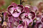 Carica l'immagine nel visualizzatore Galleria, Phalaenopsis Violet Curl