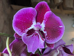 Carica l'immagine nel visualizzatore Galleria, Phalaenopsis Wine Velvet - Big Lip