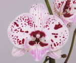Carica l'immagine nel visualizzatore Galleria, Phalaenopsis Winter 'Kizz' - Big Lip
