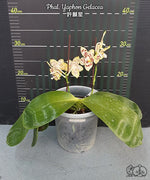 Carica l'immagine nel visualizzatore Galleria, Phalaenopsis Yaphon Gelacea
