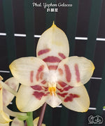 Carica l'immagine nel visualizzatore Galleria, Phalaenopsis Yaphon Gelacea