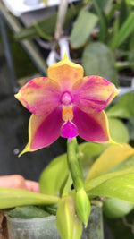 Carica l'immagine nel visualizzatore Galleria, Phalaenopsis Yaphon Yuppie (Phal. Yaphon Oh Mygod x Phal. bellina)