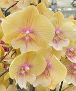 Carica l'immagine nel visualizzatore Galleria, Phalaenopsis Younghome Green Dancer