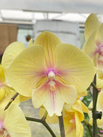 Carica l'immagine nel visualizzatore Galleria, Phalaenopsis Younghome Green Dancer