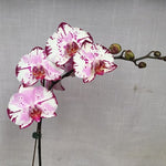 Carica l'immagine nel visualizzatore Galleria, Phalaenopsis Yu Pin Lady 'Magic Art'